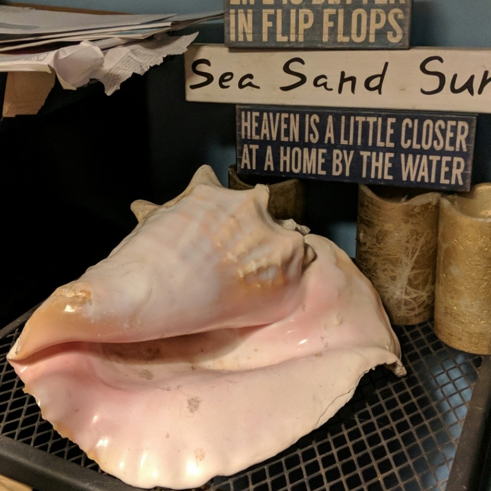 Real conch shell
